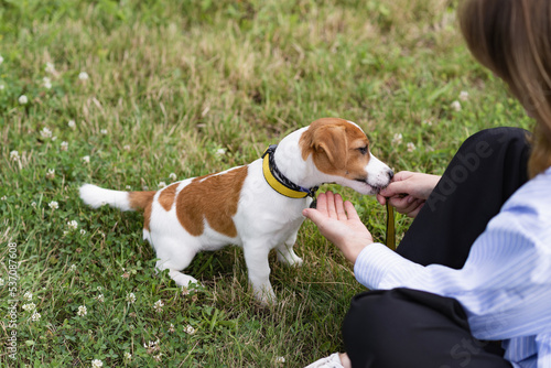 Trained purebred adorable Jack Russell Terrier dog in the nature on green park grass eats from his owner's hand
