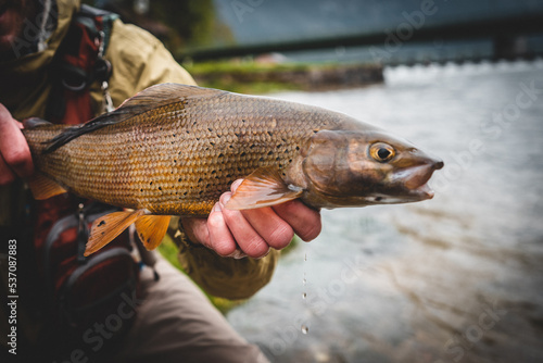 Grayling caught fly fishing in spring 