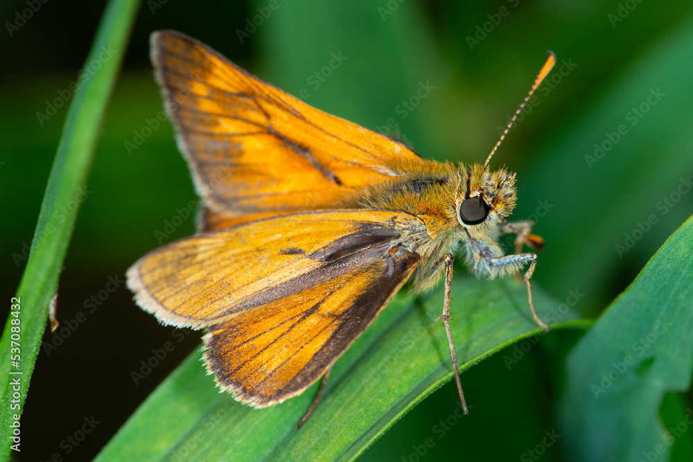 Butterfly Small skipper (Thymelicus sylvestris) Butterfly Small skipper (Thymelicus sylvestris)