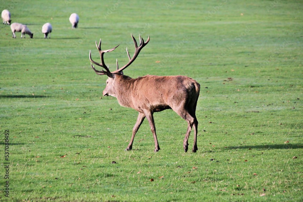 Naklejka premium A view of a Red Deer in the Cheshire Countryside