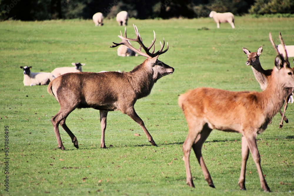 Obraz premium A view of a Red Deer in the Cheshire Countryside