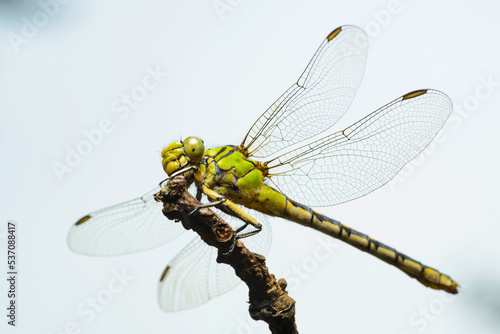 Dragonfly female green snaketail (Ophiogomphus cecilia)