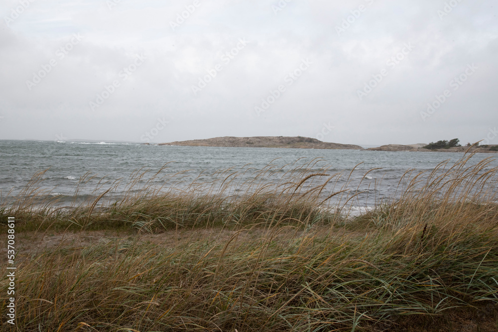 beach and grass beach and grass