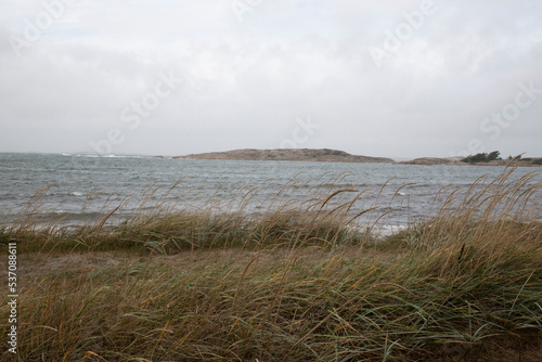 beach and grass