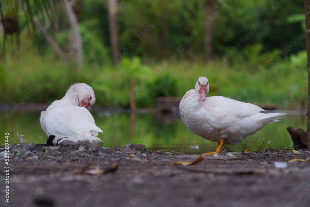 white duck with natural pond in the morning white duck with natural pond in the morning
