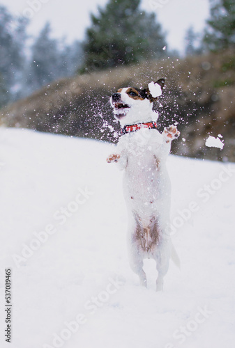 Dog jumping while catching a snowball mid air photo