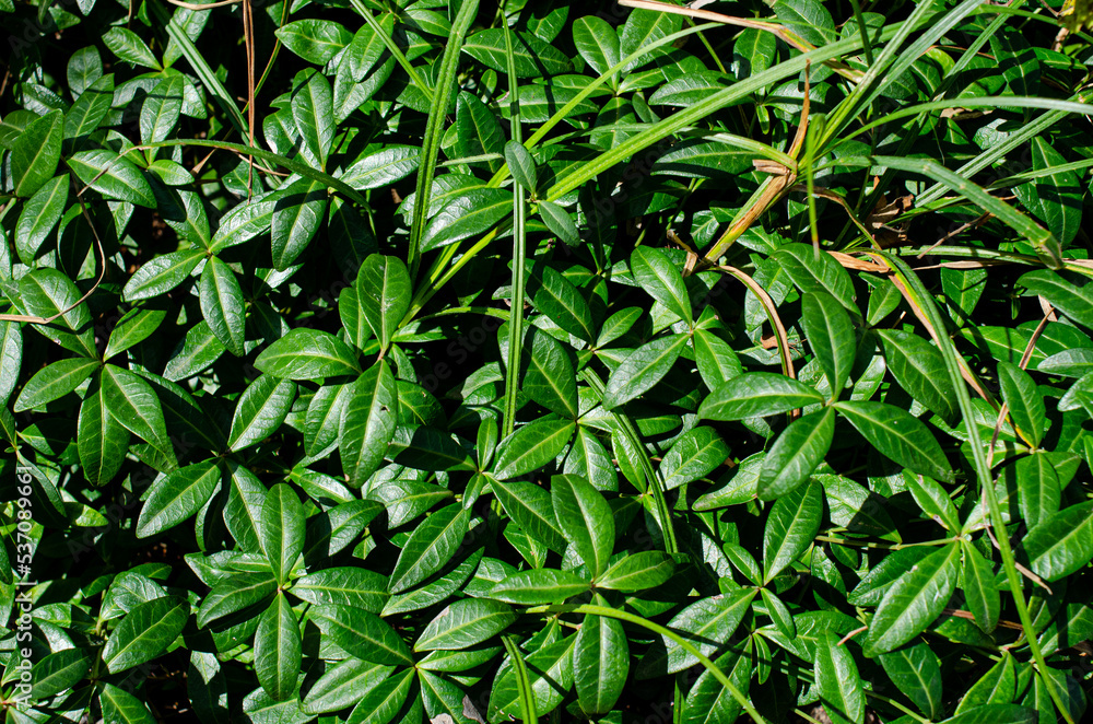 moss on a tree, plants in the garden, moss on a tree, plants in the garden,