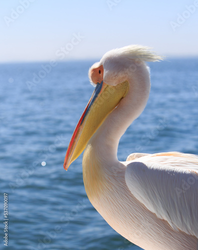 Side profile of a close up if a Great White Pelican head and beak, looking out to sea