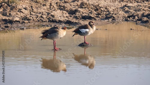Two Egyptian Geese preen feathers, stand on small mud mounds in brown water