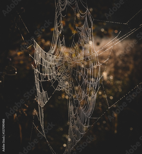 Spider web in the morning dew	