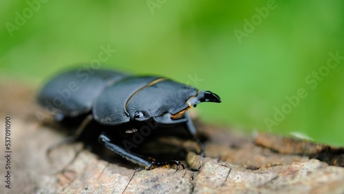Closeup of a lesser stag beetle (Dorcus parallelipipedus) photo