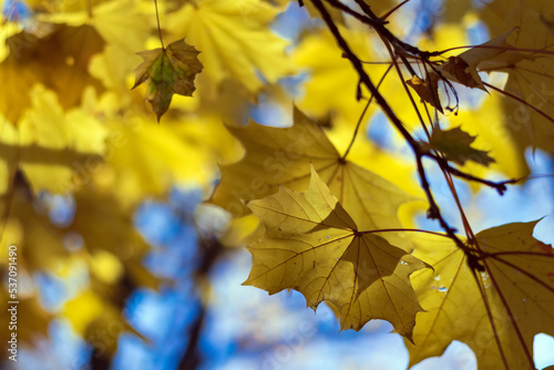 yellow glowing in the sun, maple leaves against a bright blue sky, autumn landscape