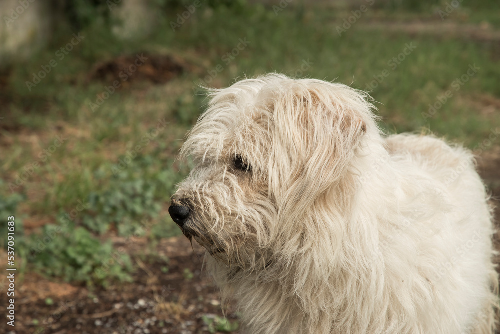 Adorable white shaggy stray street dog closeup