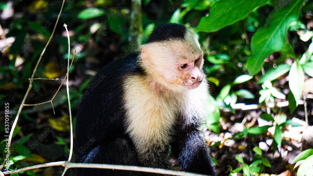 white-faced capuchin white-faced capuchin