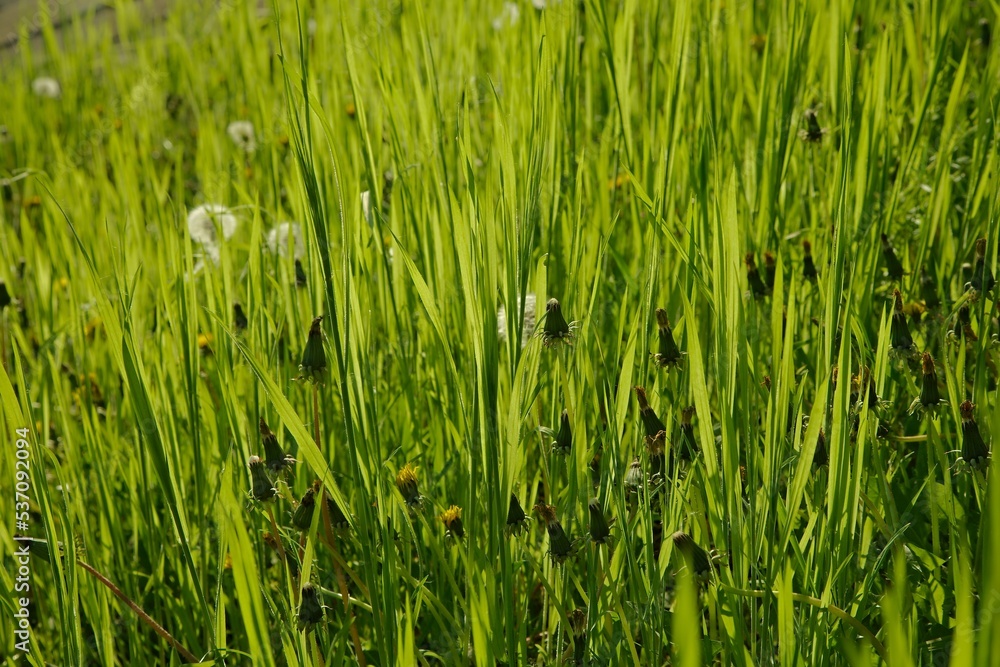 Obraz premium Green Grass Field