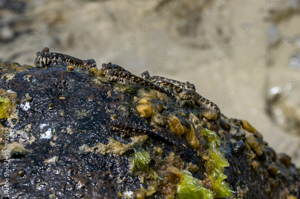 Rockskipper also known as combtooth blenny, resting on rocks on ilot sancho island, Mauritius Rockskipper also known as combtooth blenny, resting on rocks on ilot sancho island, Mauritius