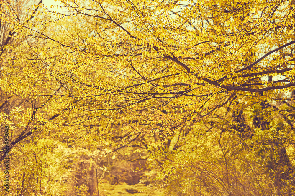 autumn park with yellow and red leaves autumn park with yellow and red leaves