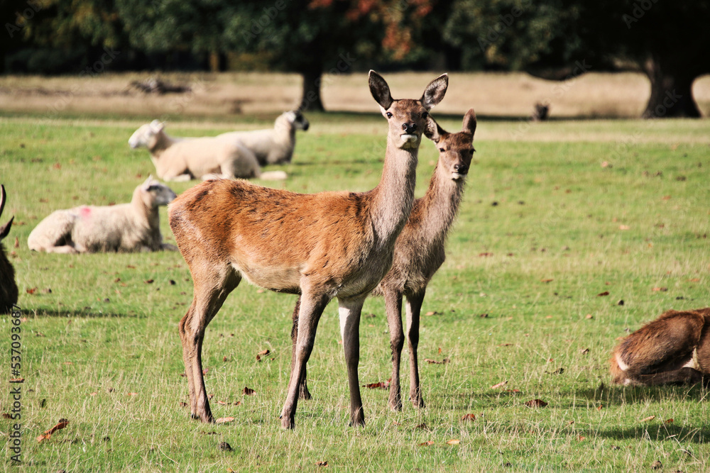 A view of a Red Deer in the Cheshire Countryside A view of a Red Deer in the Cheshire Countryside