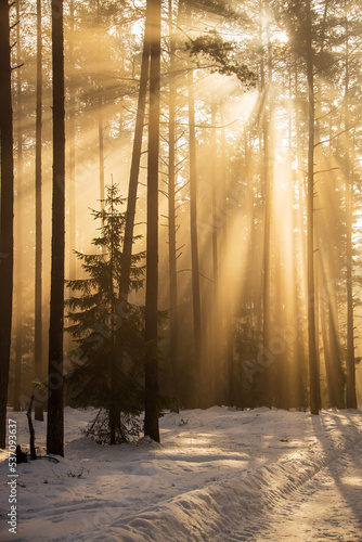 Misty morning in a sunny winter forest