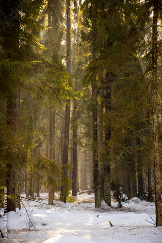 Misty morning in a sunny winter forest