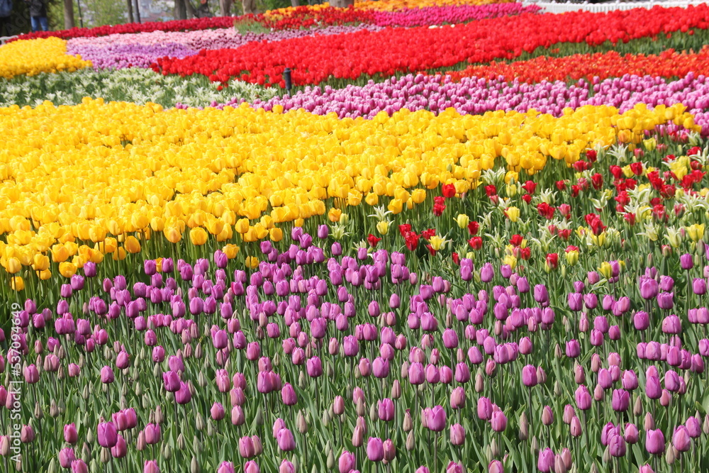 Flowering beautiful colorful tulips on the background of blooming colorful tulips in the field of flowers tulips. Flowering beautiful colorful tulips on the background of blooming colorful tulips in the field of flowers tulips.