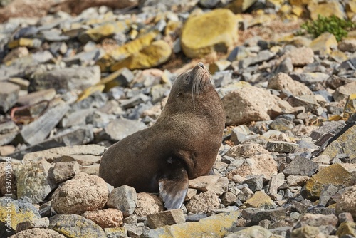 Young fur seal photo