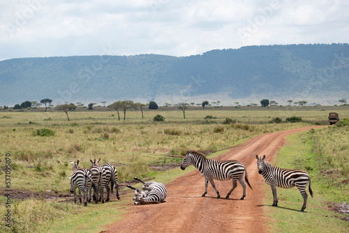 Zebras crossing road in savannah
