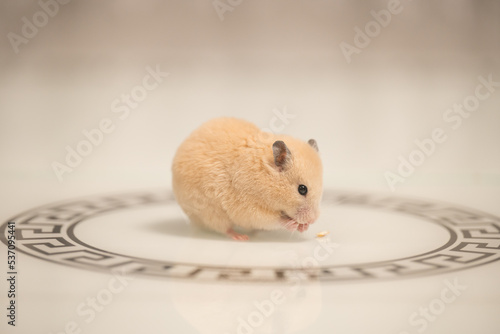 A hamster on a white background greedily stuffs food behind its cheeks. photo