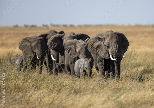 Photography Herd of elephants in the Tanzania Safari wildlife in Africa on a sunny day