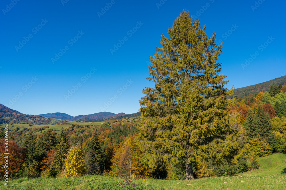 Beautiful green spruce next to the autumn forest in the Carpathian mountains on a sunny autumn day on the Synevyr Pass ridge and blue sky background. Ukraine