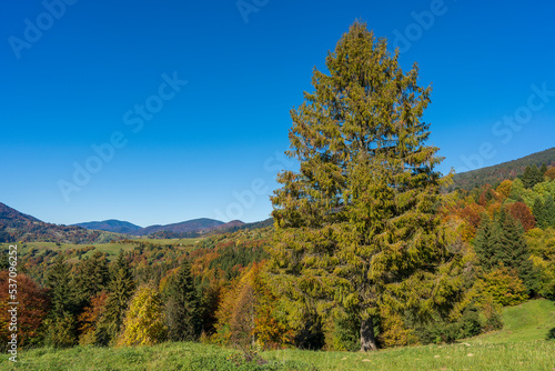 Beautiful green spruce next to the autumn forest in the Carpathian mountains on a sunny autumn day on the Synevyr Pass ridge and blue sky background. Ukraine