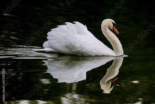 Fototapeta Naklejka Na Ścianę i Meble -  Aggressive swan symmetrically reflected on lake mirror