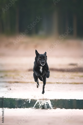 Black dog on the beach sea sunset portrait