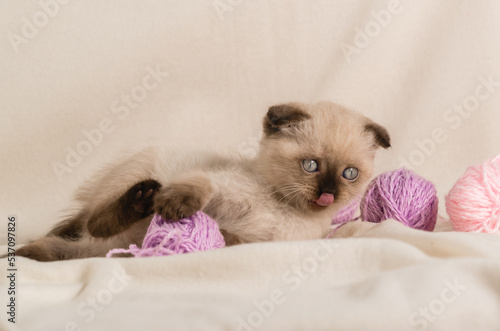 A small beige kitten of the point color color is playing with balls woolen lilac threads on the sofa. Licking his tongue