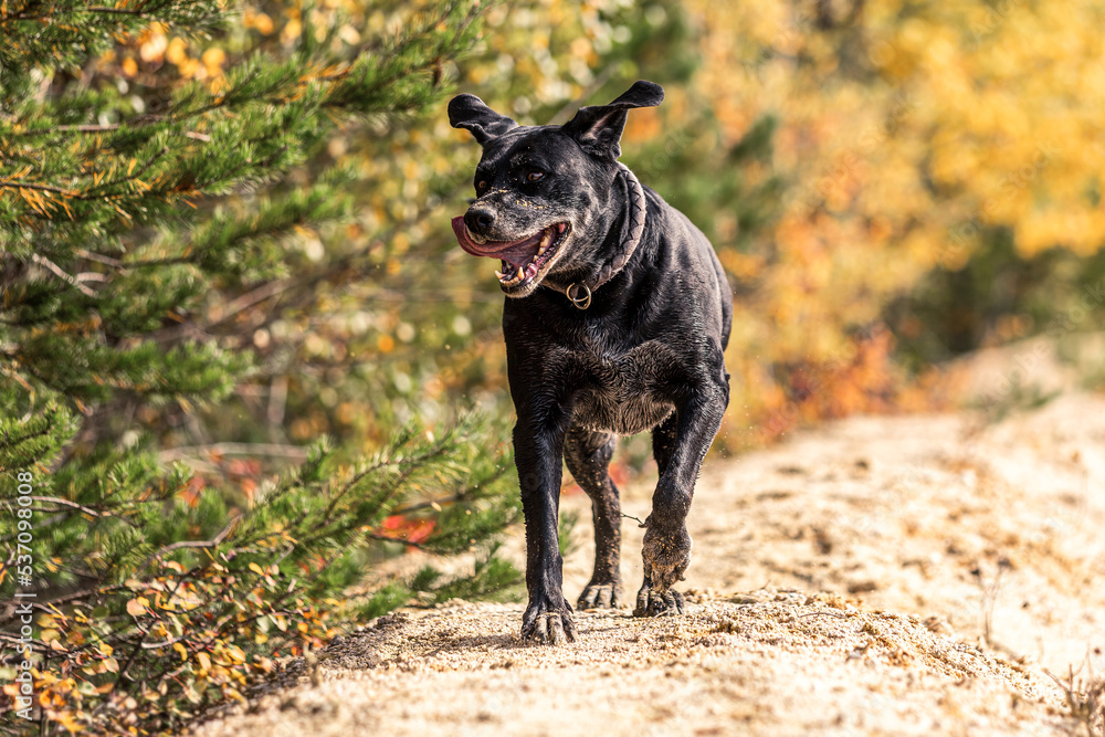 Elderly healthy dogs: Portrait of an elderly senior labrador mix dog having fun at a sandpit in autumn outdoors