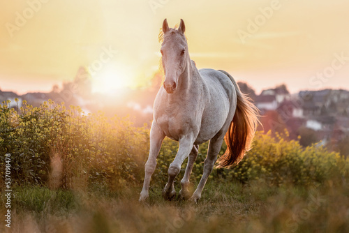 Принти на полотні Portrait of a white arabian horse posing on a field in front of a rural landscap