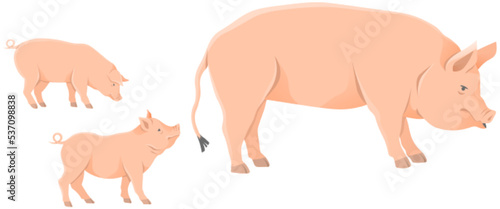Pink pig, domestic farm animal. Sow with piglets. Piggy or swine, artiodactyl mammal vector. Farming, agriculture and livestock breeding. Domesticated animal, farm pig for meat and fat production