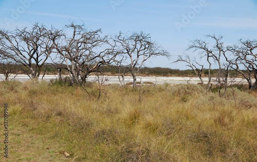 Paisajes de la reserva natural Parque Luro en la provincia de La Pampa Argentina
