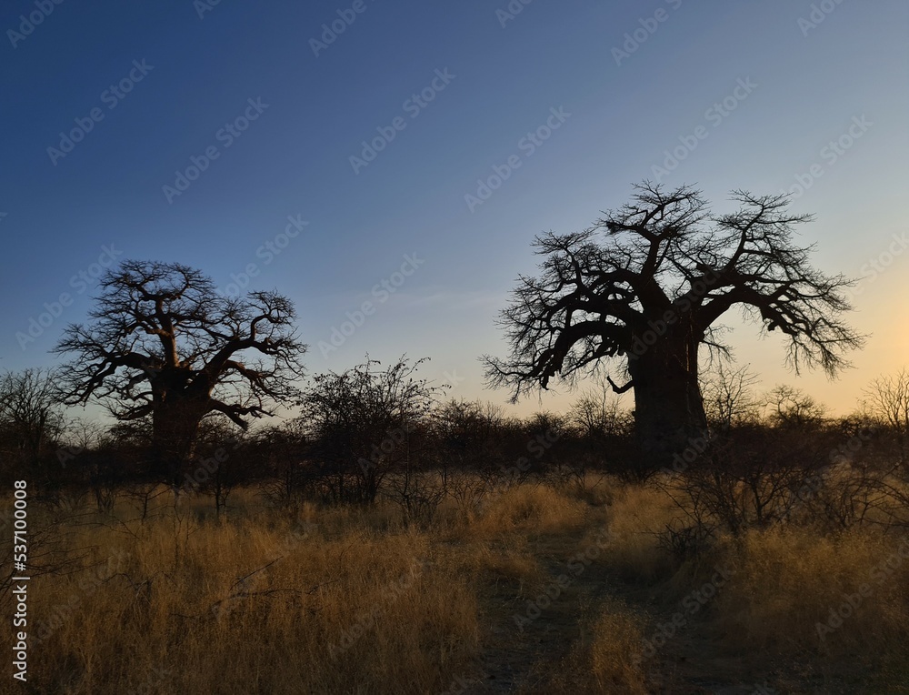 baobab in africa