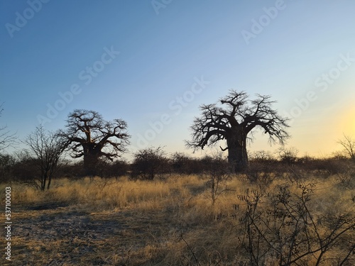 baobab in africa