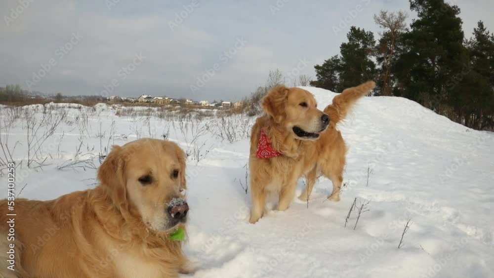 Golden retriever dogs in winter time lying in snow during walk outdoors. Purebred doggy pets enjoying cold weather