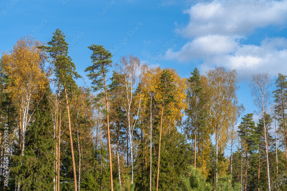 Mixed forest - pines, spruces and birches. Autumn sunny day