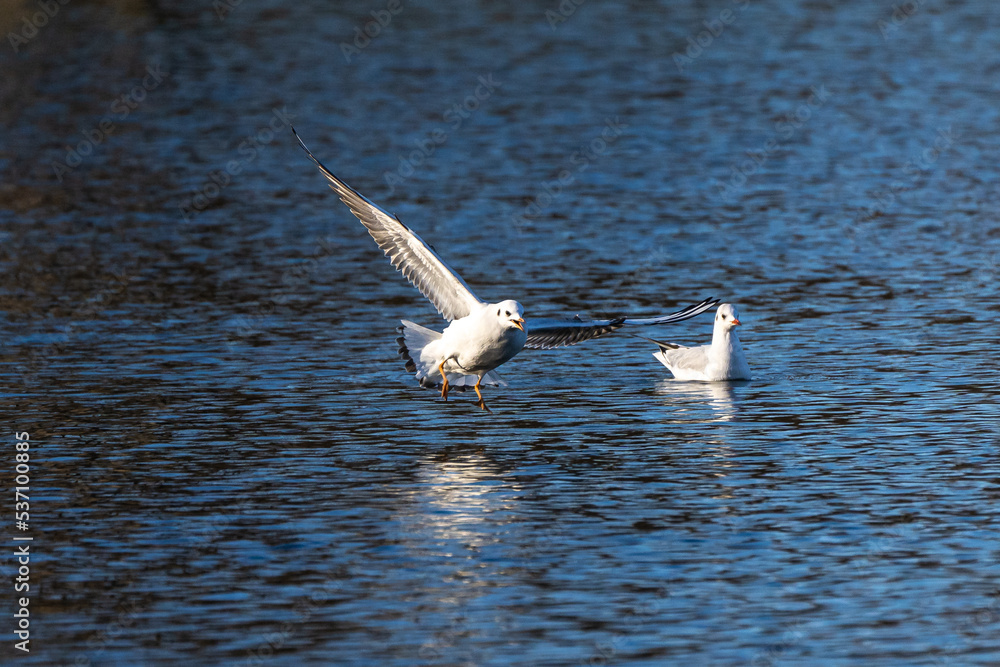 The European Herring Gull, Larus argentatus is a large gull The European Herring Gull, Larus argentatus is a large gull