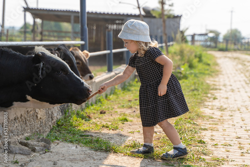 Baby girl feeds calves with bread on a farm in summer