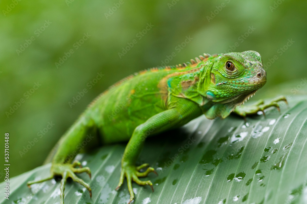 baby juvenile Green iguana (Iguana iguana) in the wildlife baby juvenile Green iguana (Iguana iguana) in the wildlife