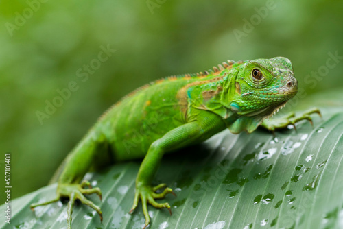 baby juvenile Green iguana  Iguana iguana  in the wildlife