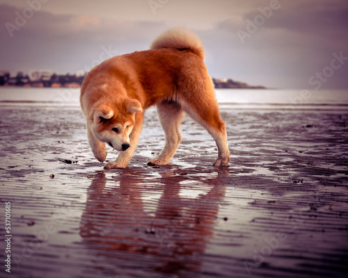 Leinwand Poster chien akita sur une plage