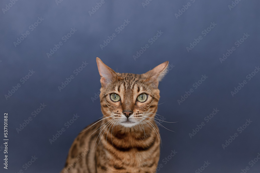 Bengal cat is a purebred cat on a blue background. Copy space. Holidays and events