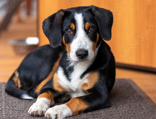 Portrait of a dog of the Entlebucher Sennenhund breed.