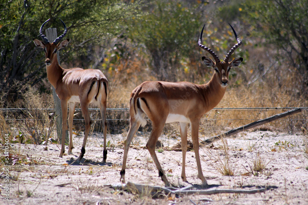 impala antelope in chobe national park impala antelope in chobe national park